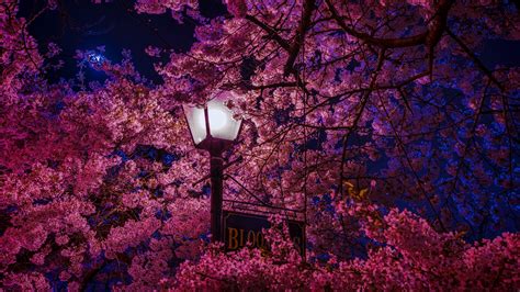 Awesome Sakura 4K Ultra HD Wallpapers